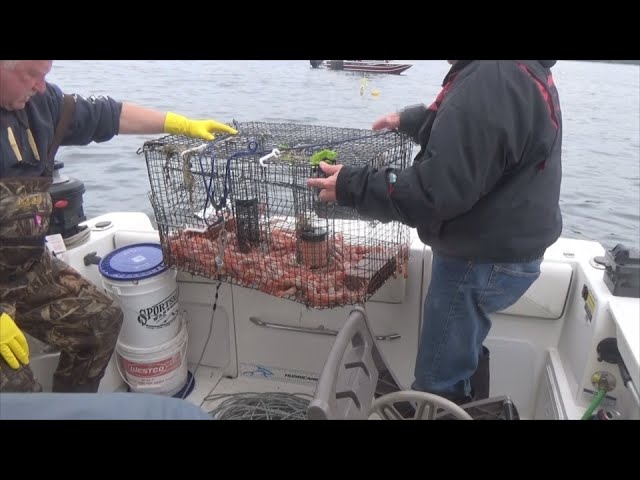 Preparing for the 2021 Puget Sound Shrimp Season