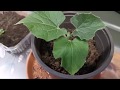 Live update gardening by labony kitchen  how to grow eggplant  how to grow chili pepper