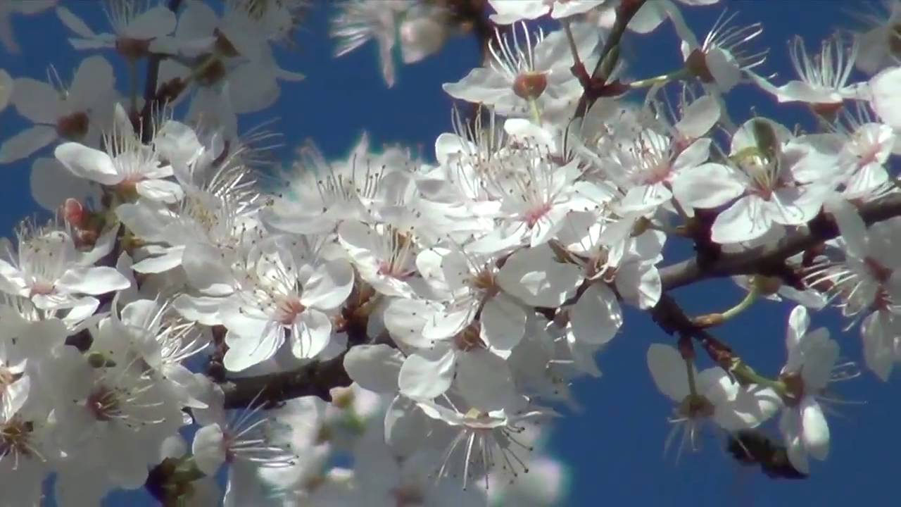 Spring season in England