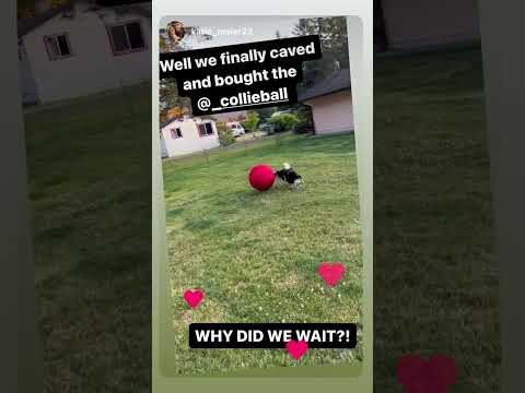 CollieBall - Original Herding Ball