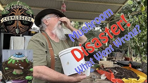 Waarom een ​​hoge luchtvochtigheid de opbrengst van uw paddenstoelen schaadt!