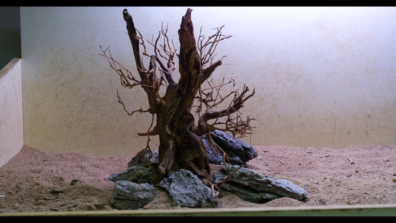 Fabriquer un bonsaï d'aquarium by Aquadesigner YouTube