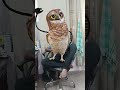 Funny owl dance #funny #owl #dance #birds #nature #cute #fypシ #fyp #comedy #viral #subscribe