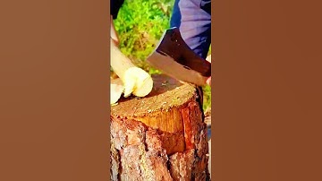 sharp tool for cutting tree branches #shorts