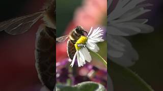 Why it Sucks to Be Born as a Bee