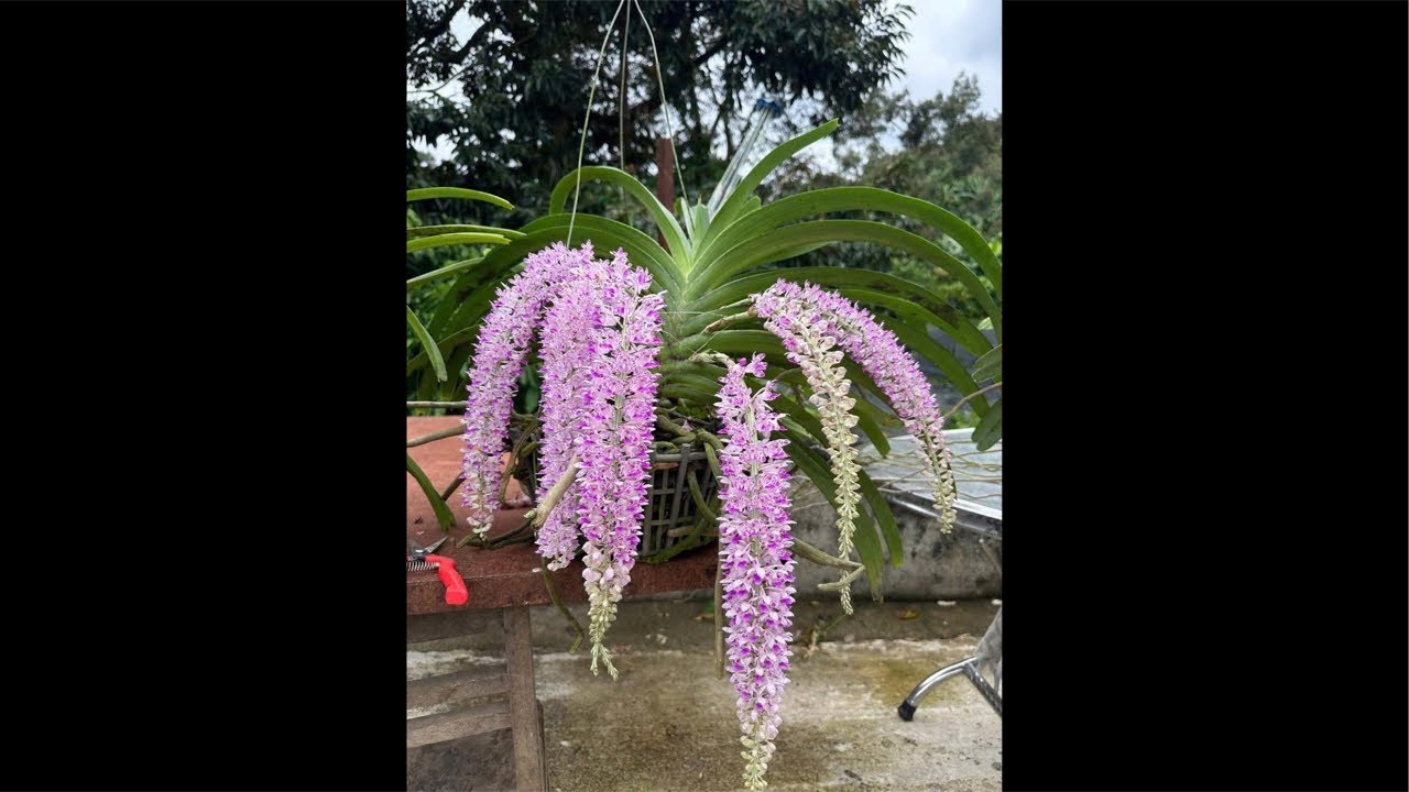 Lan Thanh sự lh 0846383600