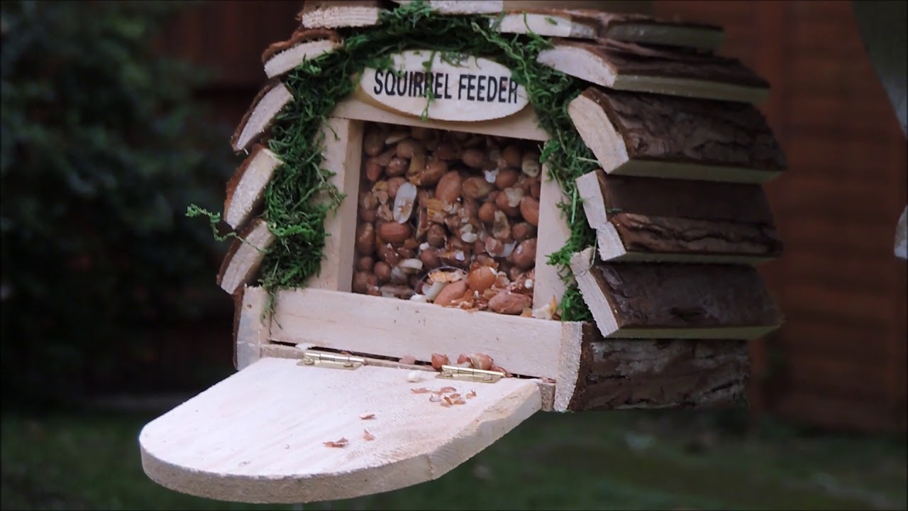 Testing The Kingfisher Wooden Squirrel Feeder Youtube