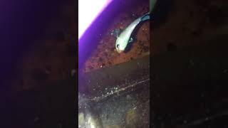 Breeding Betta Marble Vs Koi