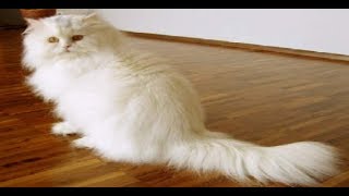 لعب القطط الشيرازي هتموت من الضحك Cats are so funny you will die laughing