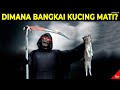 Bukan Cuma Mitos! Ini Fakta² yang Tidak Kamu Tahu Tentang Kucing #YtCrash