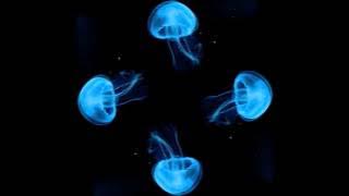 10 hour Jellyfish Hologram