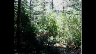 La Forêt de Cèdres à Bonnieux dans le Luberon à 360°