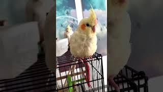 Hi freeeendies. My name is Calvin the cocktail.