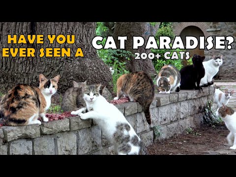 वीडियो: 12 बिल्ली और कुत्ते जो अन्य जानवरों की तरह दिखते हैं