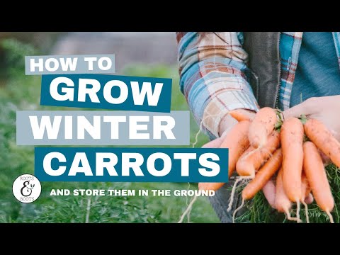 Video: Overvintrende gulrøtter: trinn for å legge gulrøtter i bakken over vinteren