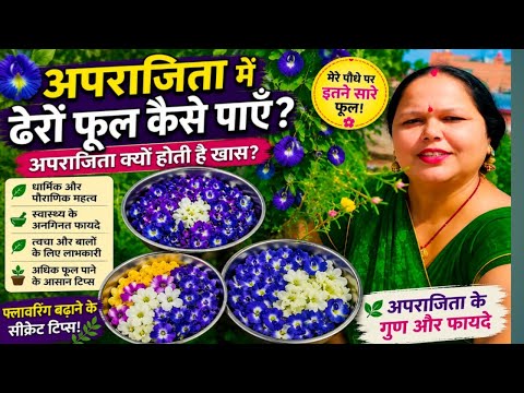 अपराजिता में ढेरों फूल पाने का आसान तरीका?Aparajita Care Tips अपराजिताकेअद्भुत फायदे &फूलों की बारिश