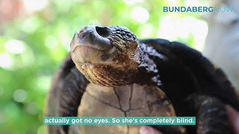 Elsey the blind white throated snapping turtle