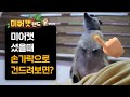 미어캣 섰을때 손가락으로 건드려보면?(When you touch meerkat with your fingers?)[미어캣랜드 EP.092]