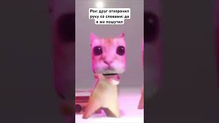 Коты мем
