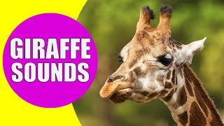 GIRAFFE SOUNDS | Learn Animals with Kiddopedia #Shorts