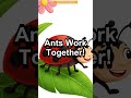 🐞 Amazing Insects for Kids! | Tiny Explorers