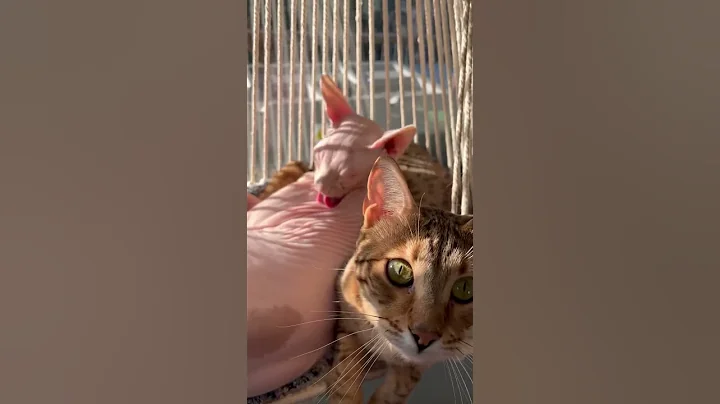 Watch the video about Recently just got this hammock for kitten and I just found my bengal and sphynx in it🤍💖