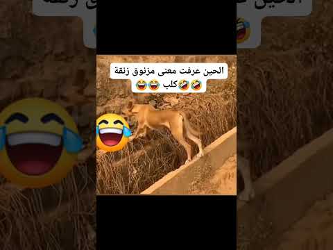 زنقة الكلب كلب كوميديا كلام من ذهب كلاب   