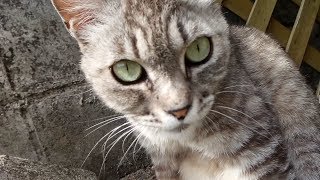 「ネコサファリ」に参加してきました。