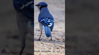 Bluejay 🐦 🐦