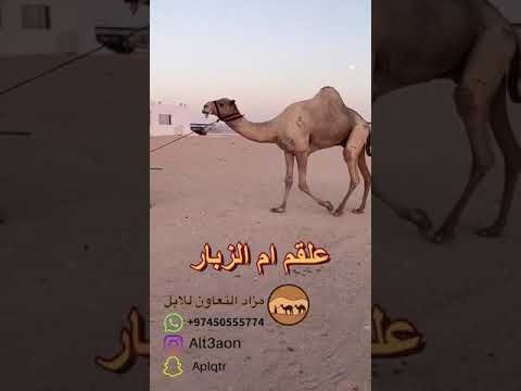 علقم ولد الفايز ملك محمية ام الزبار