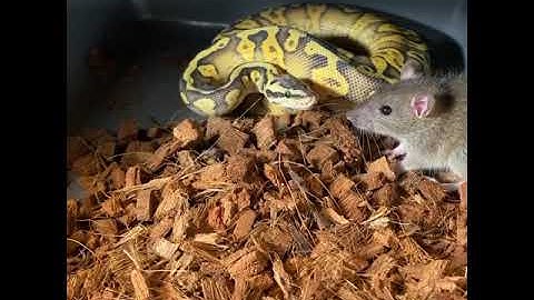THIS RAT BITES THE WRONG SNAKE!!