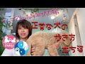 正常な犬猫の歩き方、立ち姿について