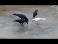 सफेद कौवा white crow, albino crow सेमरवारा में