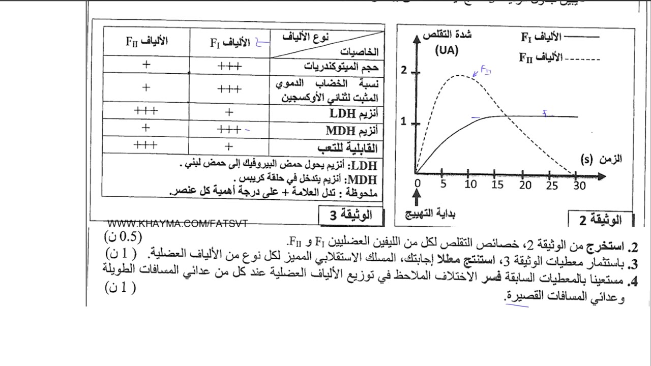 استهلاك المادة العضوية وتدفق الطاقة | تمارين في العضلة الهيكلية