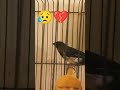 عصفوري حزين بعدما خانته زوجته Heart Broken Bird عصفوري حزين بعدما خانته زوجته Heart Broken Bird