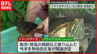 閣議決定 外来種 アメリカザリガニ など販売 放流禁止 Youtube