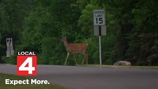 Residents seek solution to overwhelming deer population in Wayne County