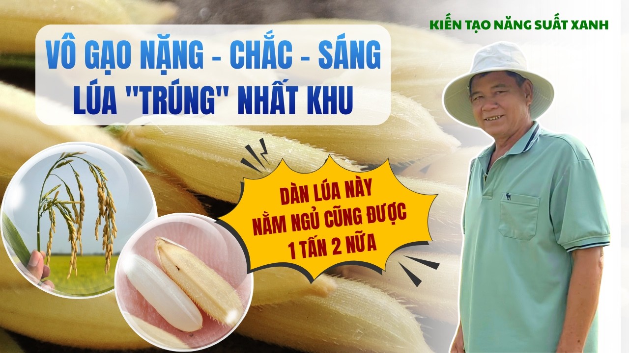 BÍ QUYẾT DÀN LÚA ĐT8 