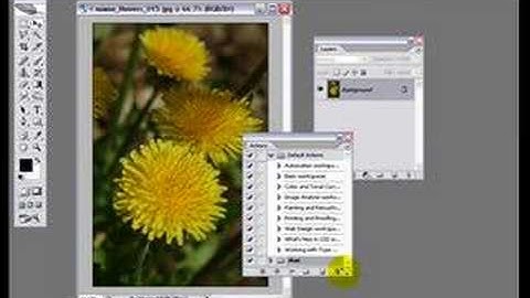 Invert Adjustment Layer-Make a Color Infra Red Effect Action