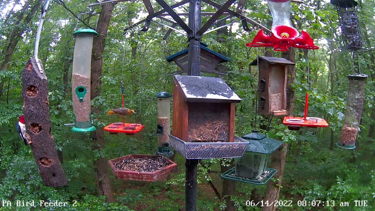 Redheaded woodpecker on PA Bird Feeder 2 First time visit 6/14
