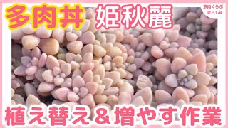多肉植物】姫秋麗丼の植え替え❣️徒長した苗はカットして増やそう