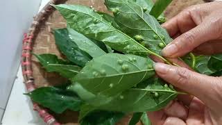 BÀI THUỐC DÂN GIAN TRỊ BỆNH VIÊM HẠCH CỔ_HẠCH NÁCH_HẠCH BẠCH HUYẾT.