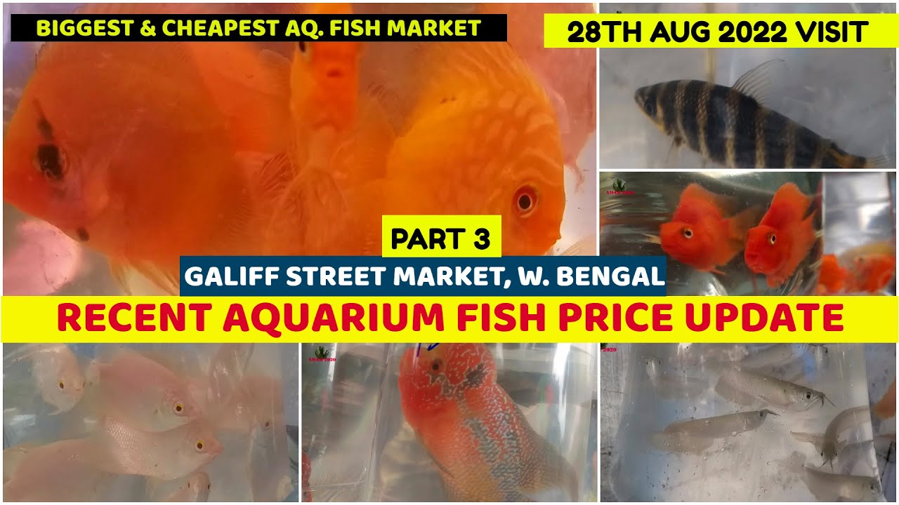 Recent Week Aquarium Fish Price Galiff Street Aquarium Fish Market West Bengal 28th August