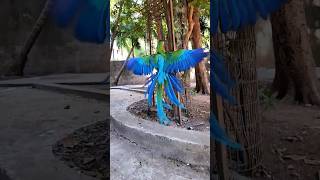 Harlequin Macaw - A Vibrant Masterpiece of Nature's Colors a…