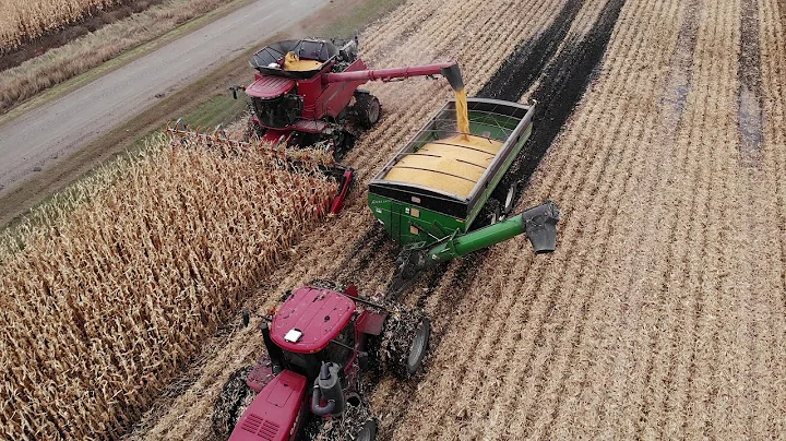Harvesting corn with a tracked combine 2019