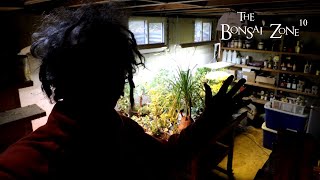 Moving My Trees Indoors for Winter, The Bonsai Zone, Oct 2023