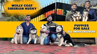 சைபீரியன் ஹஸ்கி Siberian Husky | Wolly Coat Dogs for sale | All India delivery