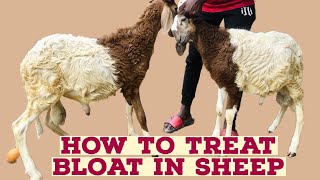 How To Treat Bloat In Sheep. A must watch video for every livestock farmer | 2023 | Africa - Ghana