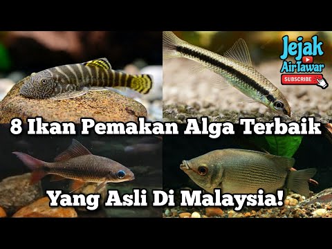 Video: Top 5 Aquarium Air Tawar Ikan dan Makhluk Itu Makan Alga