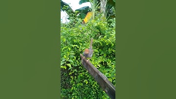 prenjak jantan gacor memanggil prenjak betina mental tarung